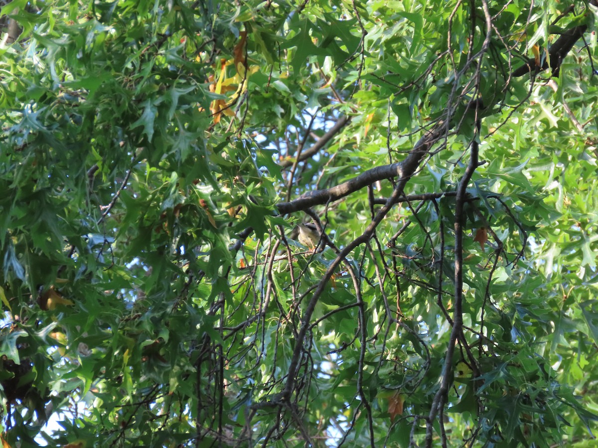 Blackpoll Warbler - ML264313471