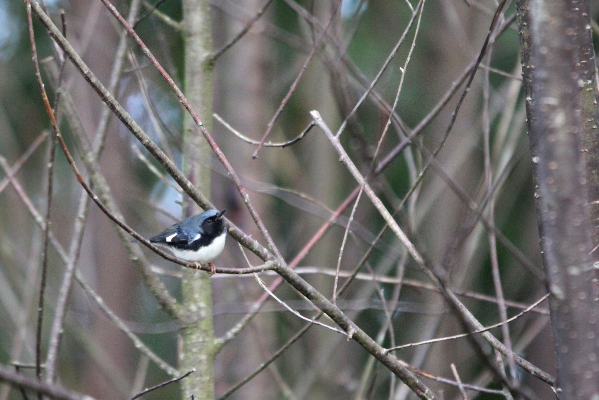 Black-throated Blue Warbler - ML264313541
