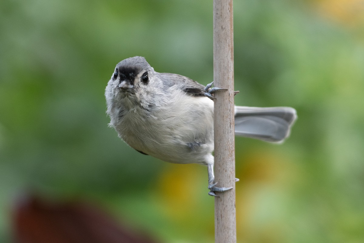 Tufted Titmouse - ML264313931