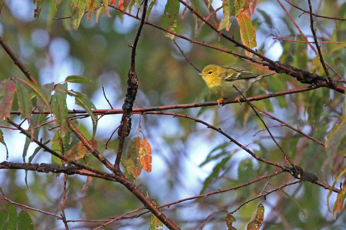 Blackpoll Warbler - ML264314561