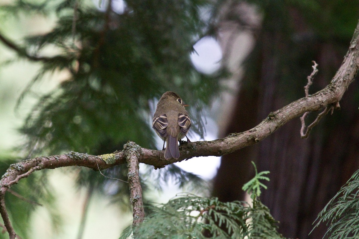 Western Flycatcher (Pacific-slope) - Craig Tumer