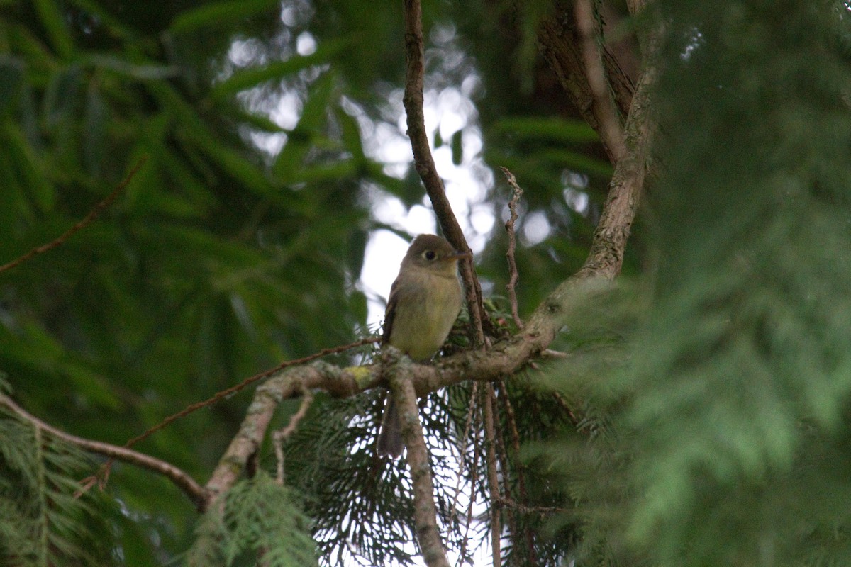 Western Flycatcher (Pacific-slope) - Craig Tumer