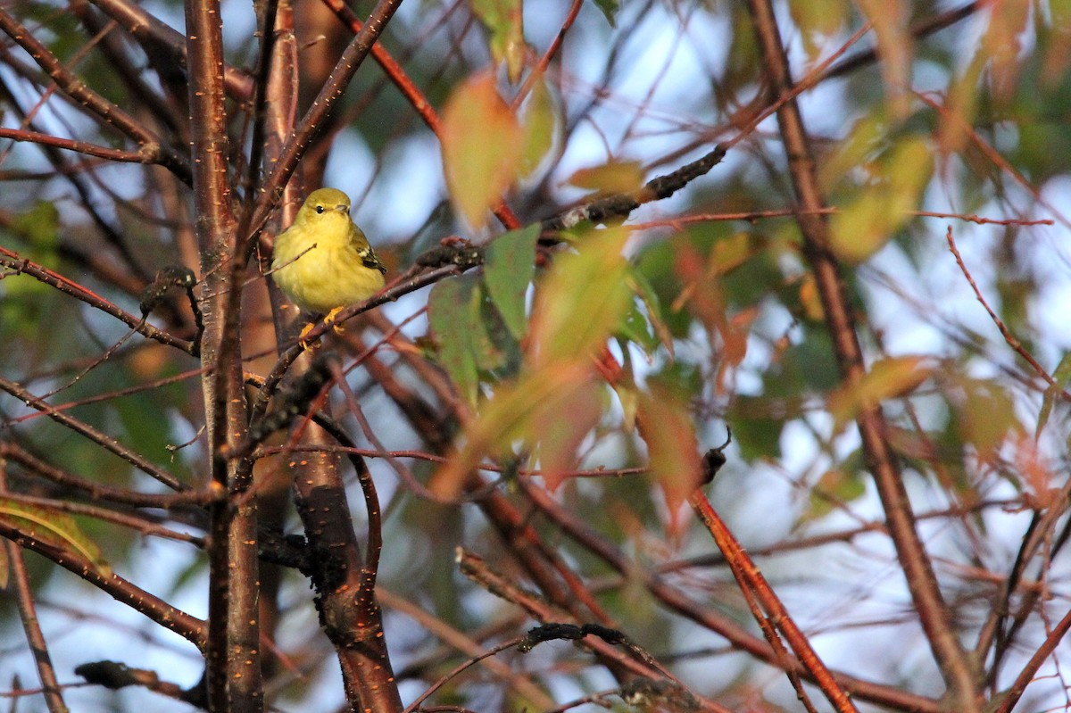 Blackpoll Warbler - ML264316131