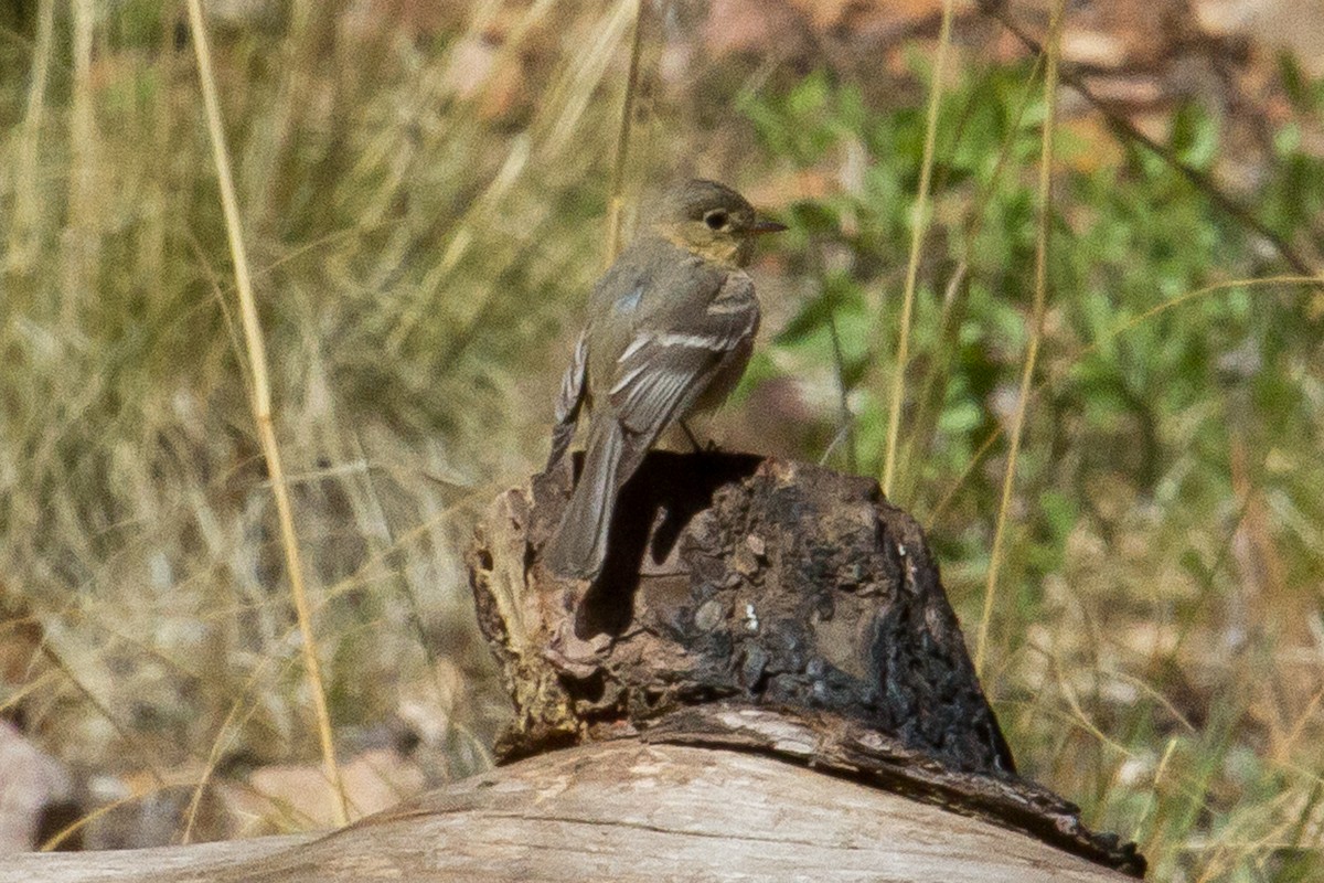 Buff-breasted Flycatcher - ML264316691