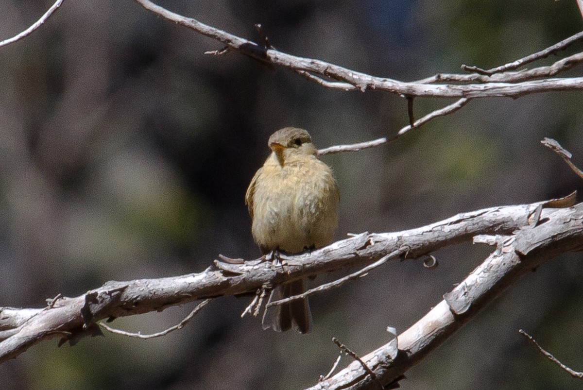 Buff-breasted Flycatcher - ML264316701