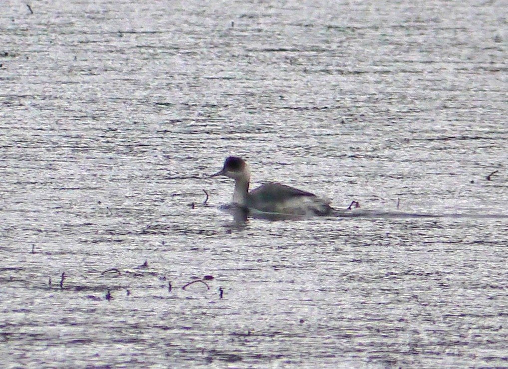 Eared Grebe - ML26431781