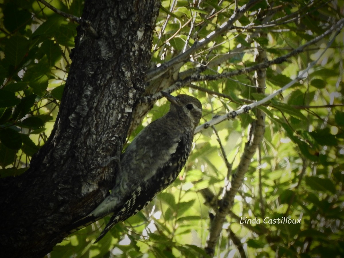 Yellow-bellied Sapsucker - ML264318321