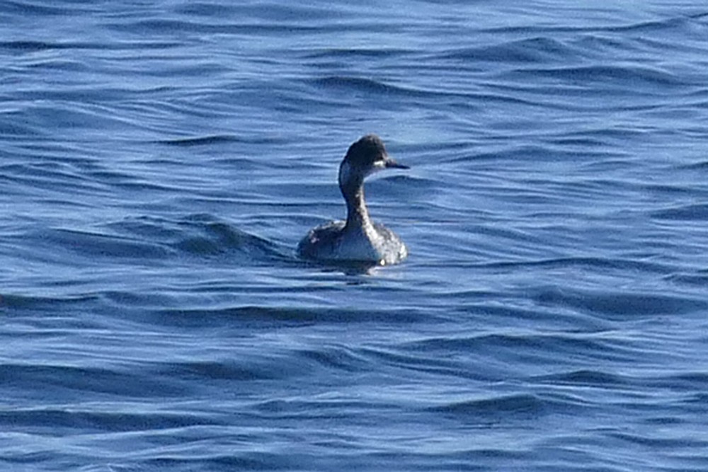 Eared Grebe - ML26431871