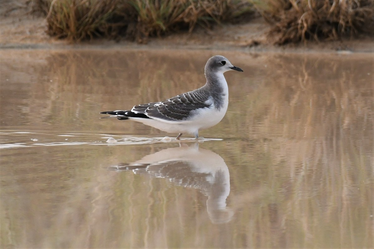 Sabine's Gull - Jim Collins