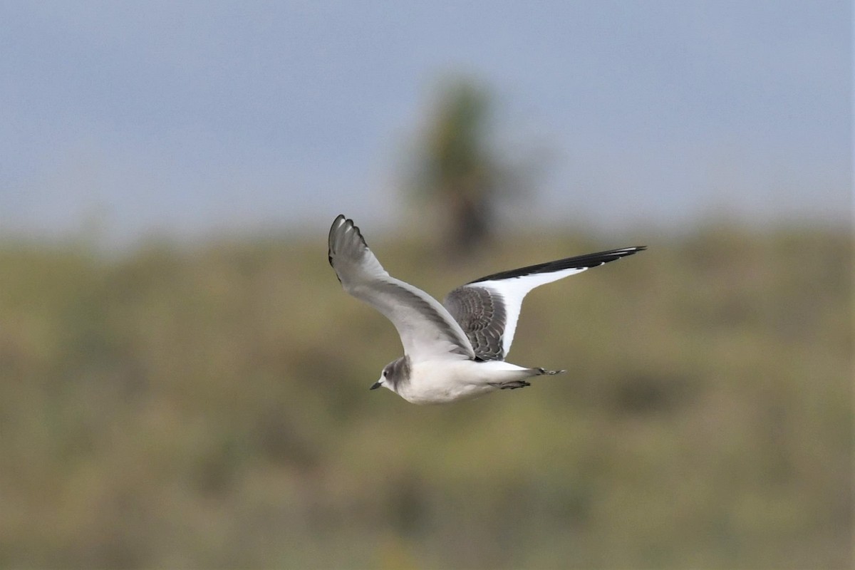 Sabine's Gull - Jim Collins