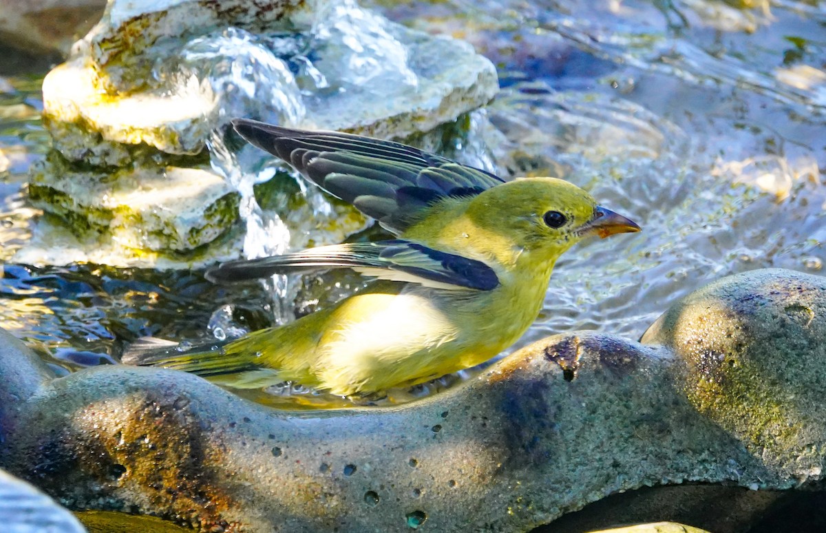 Scarlet Tanager - Gale VerHague
