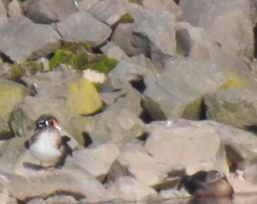 Wood Duck - ML264323601