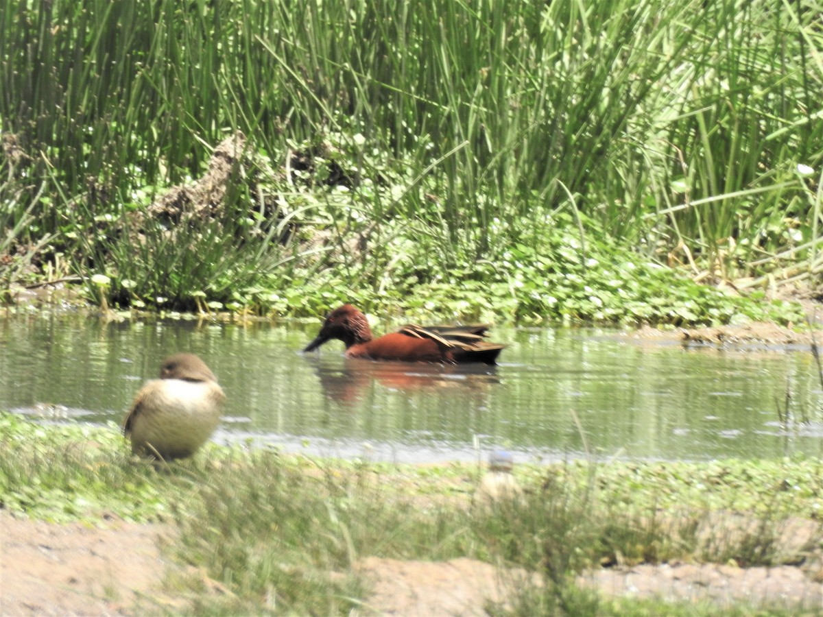 Cinnamon Teal - Raquel  coelho