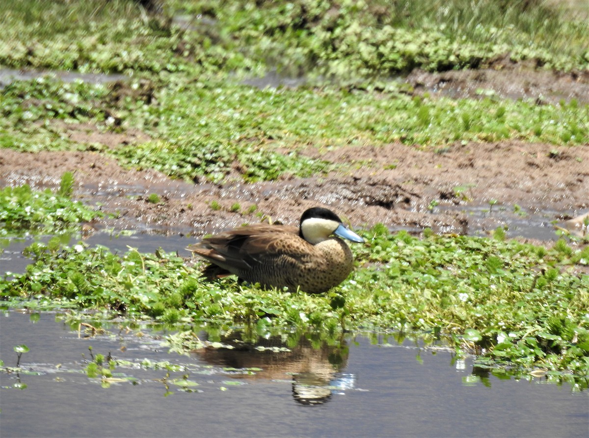 Puna Teal - Raquel  coelho