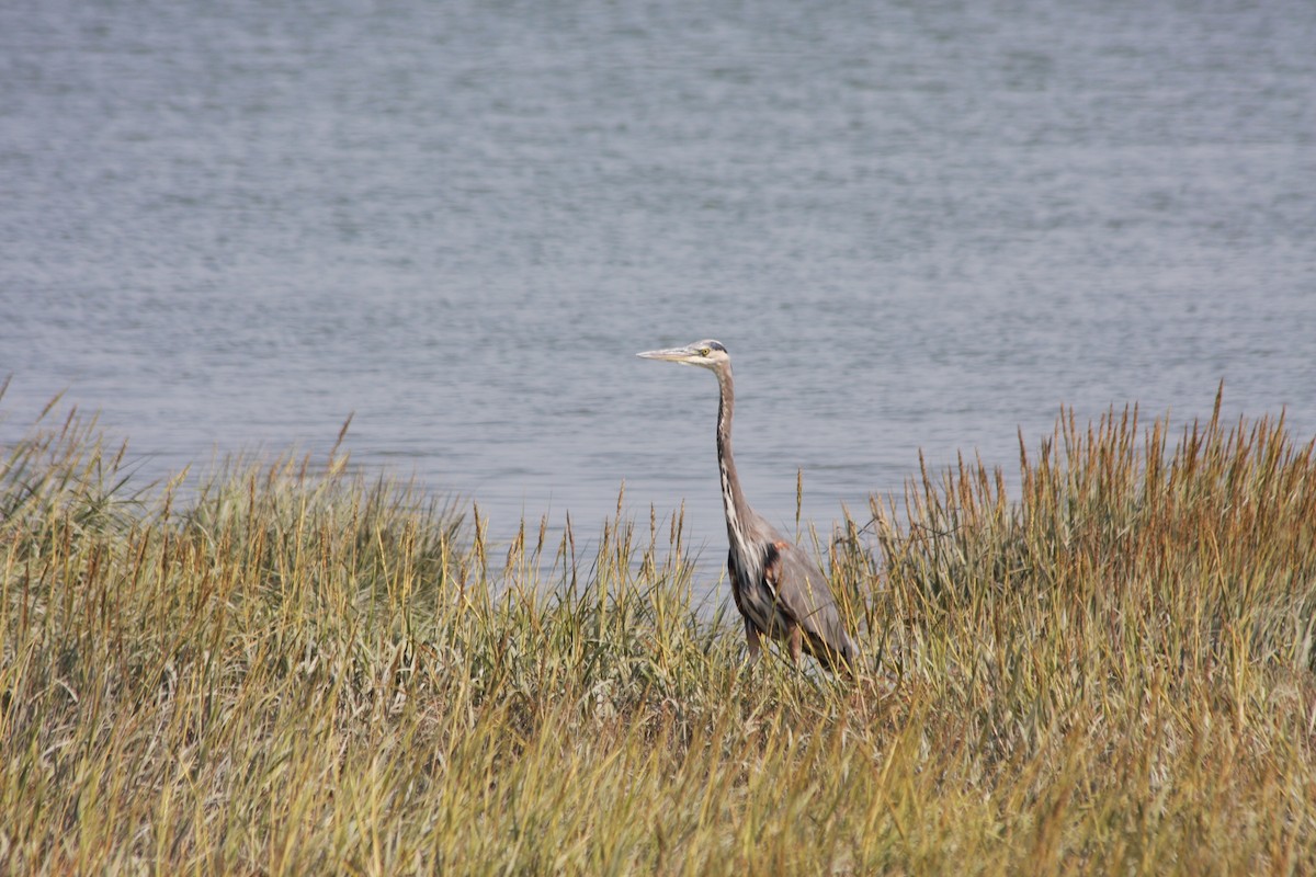 Great Blue Heron (Great Blue) - ML264326801