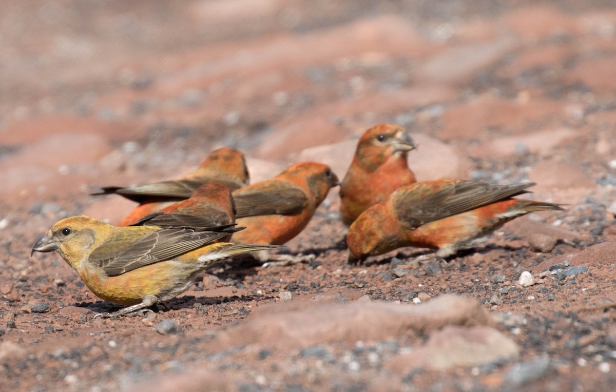 Red Crossbill - ML26432781