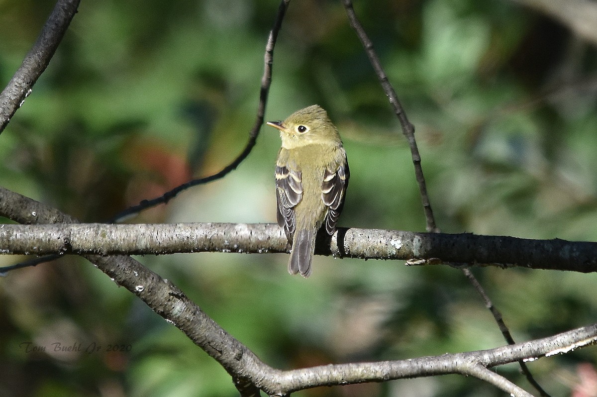 Yellow-bellied Flycatcher - ML264327881