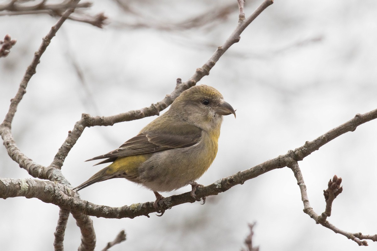 Red Crossbill - Ross Gallardy