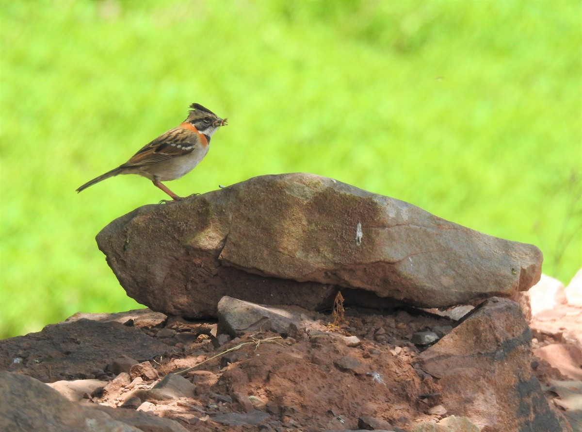 Rufous-collared Sparrow - ML264328481