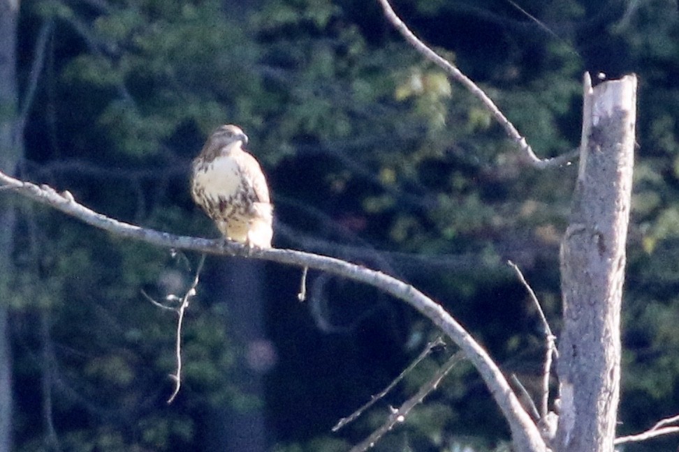 Red-tailed Hawk - ML264328981