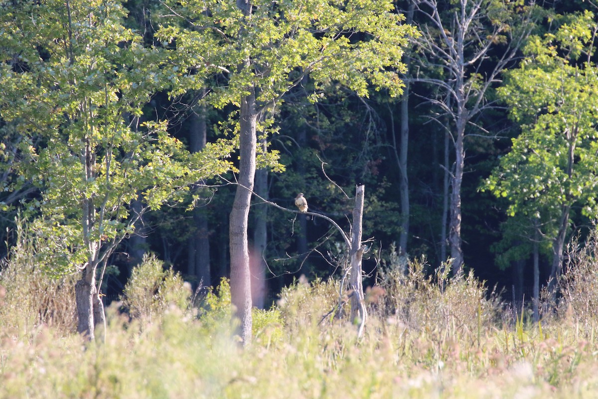 Red-tailed Hawk - ML264329451