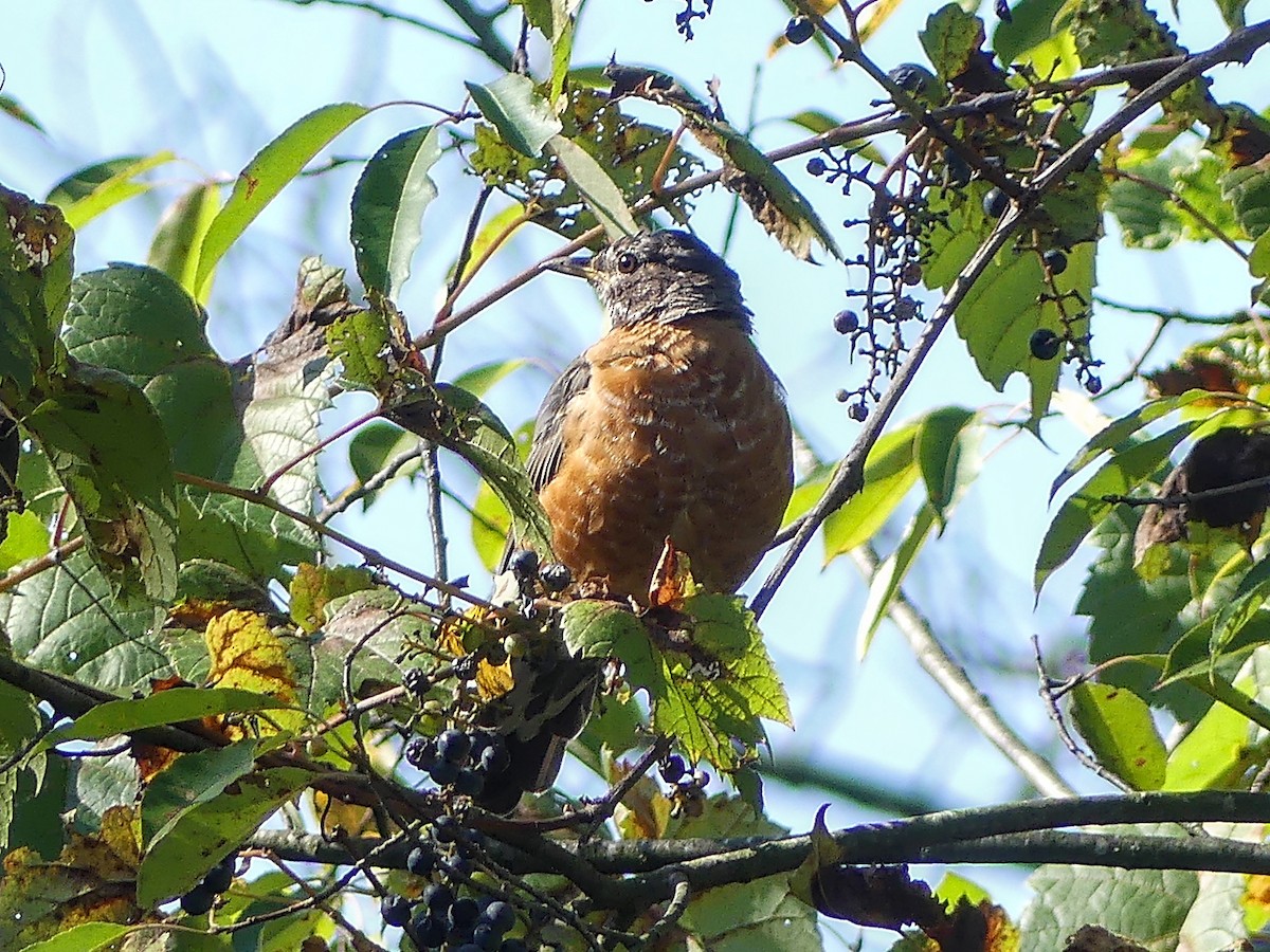 American Robin - Stan Barrack