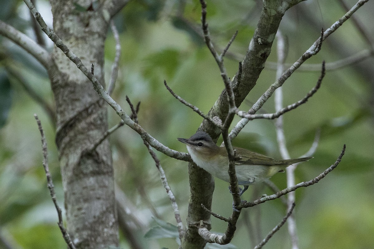 Red-eyed Vireo - Rob Rogers