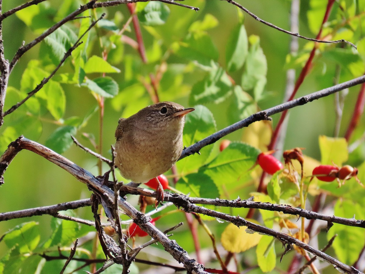 House Wren - ML264331051