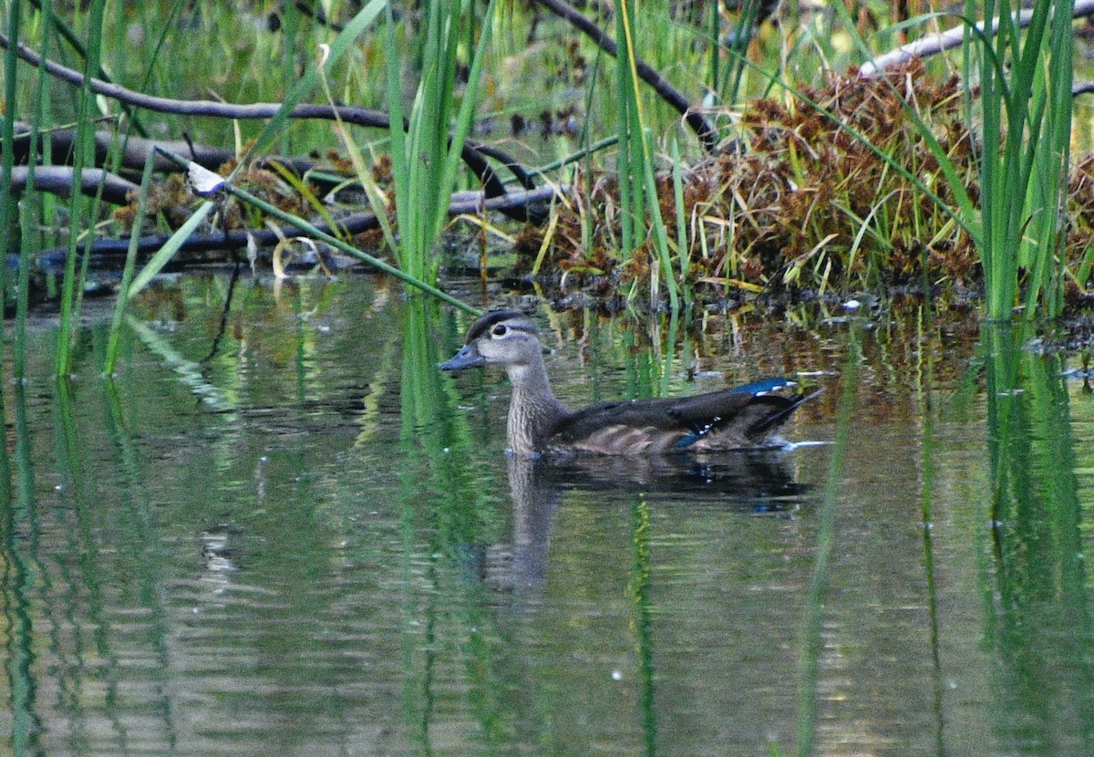 Wood Duck - ML264331061