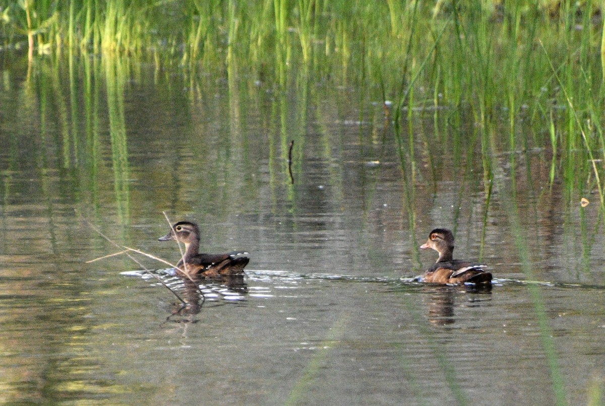 Wood Duck - ML264331091