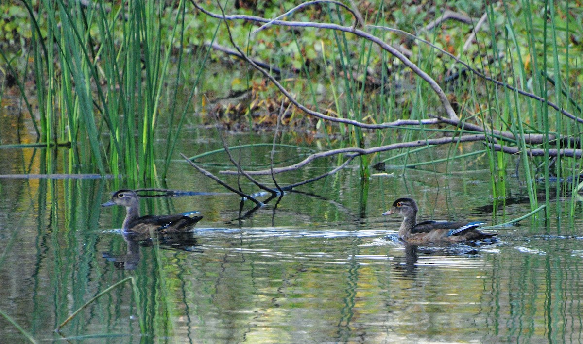 Wood Duck - ML264331111