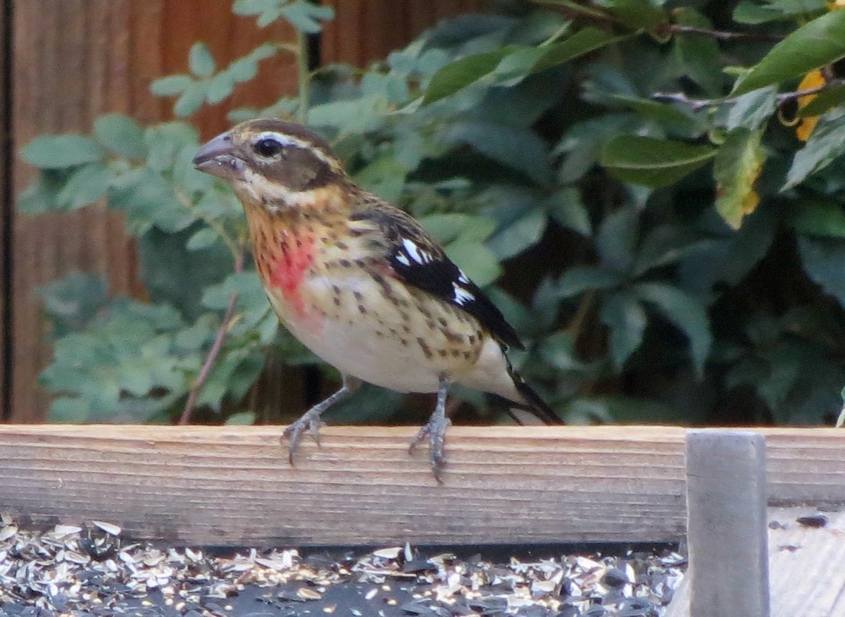 Rose-breasted Grosbeak - Ronald Auler