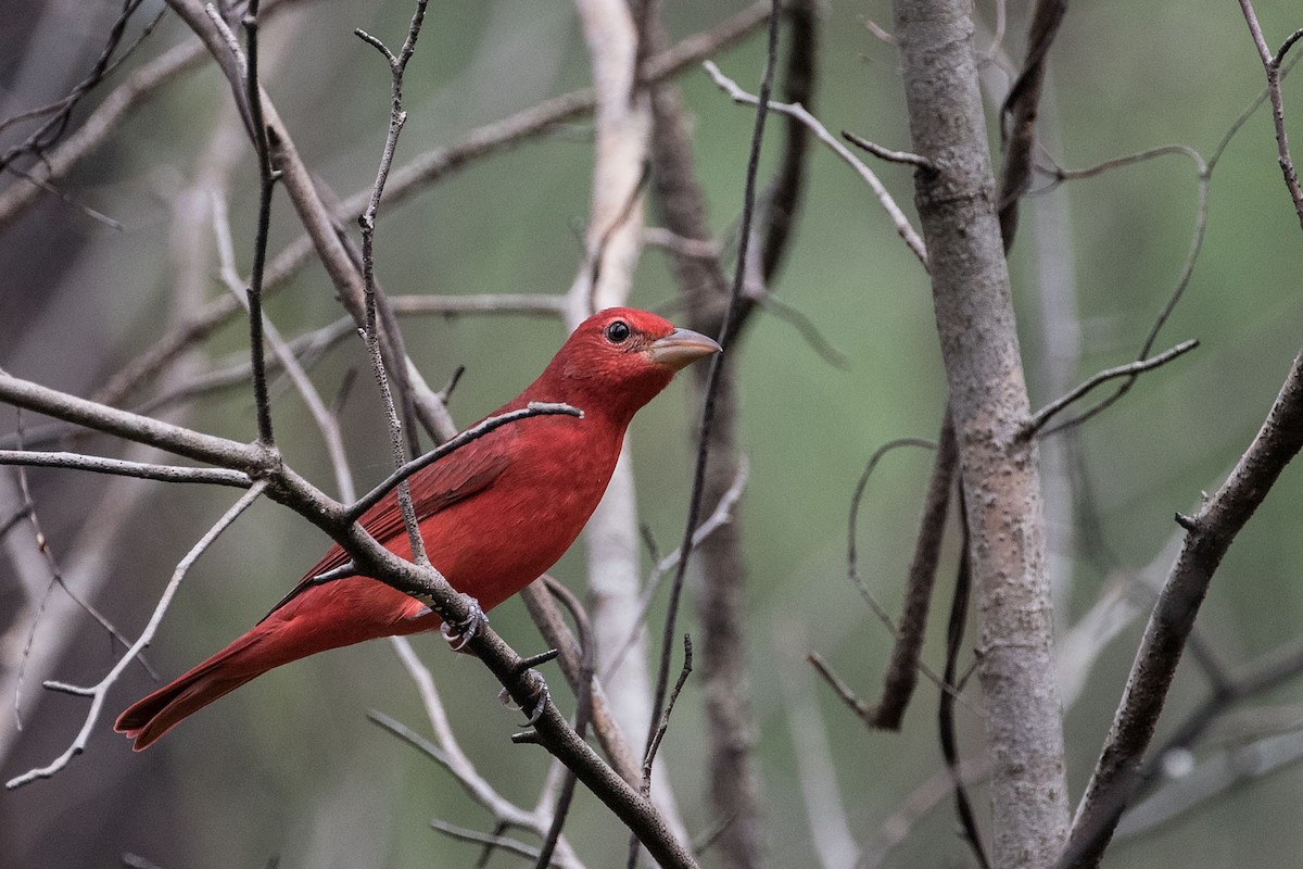 Summer Tanager - Rob Rogers