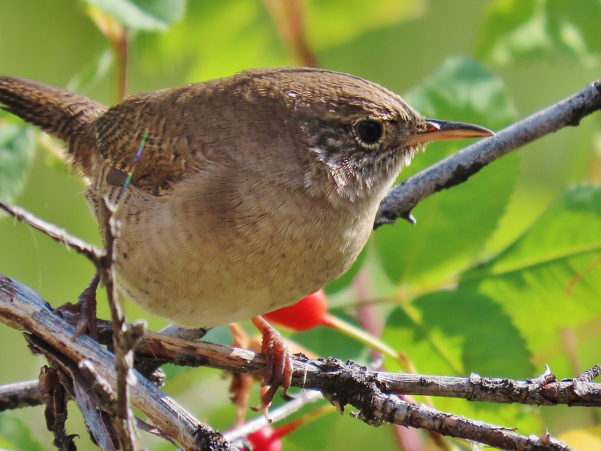 House Wren - ML264331361