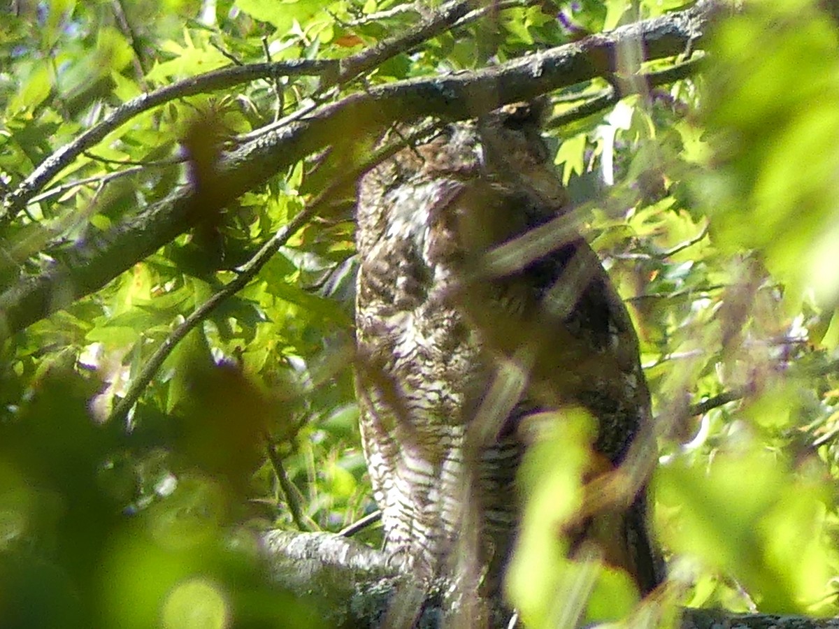Great Horned Owl - Stan Barrack