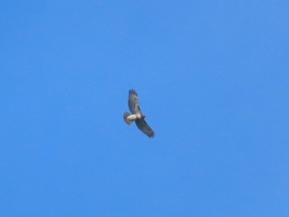 Red-tailed Hawk - ML264331641
