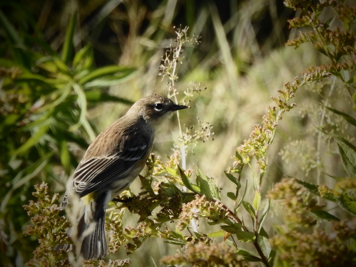 Yellow-rumped Warbler - ML264334371