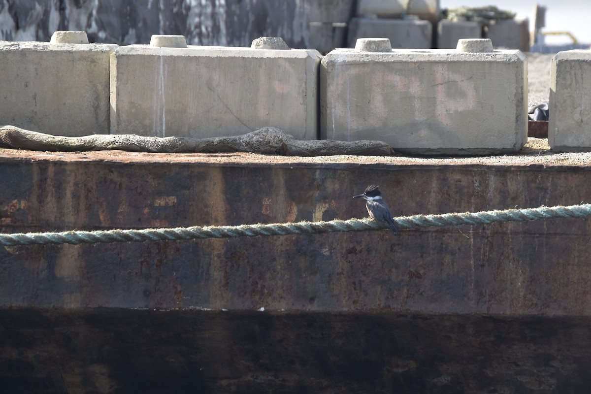 Belted Kingfisher - ML264334461