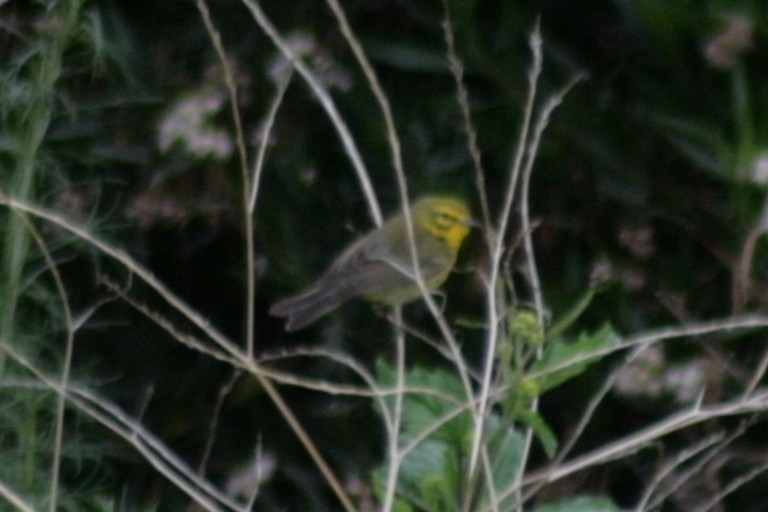 Prairie Warbler - Julie Szabo