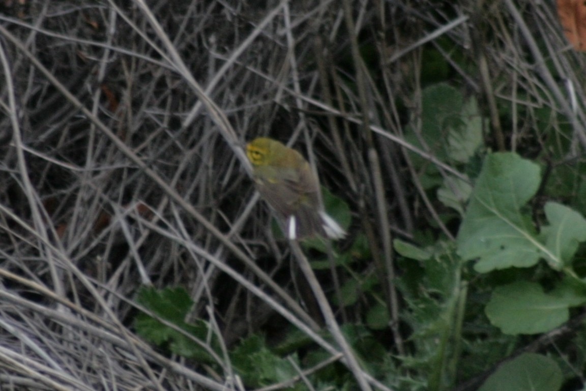 Prairie Warbler - Julie Szabo