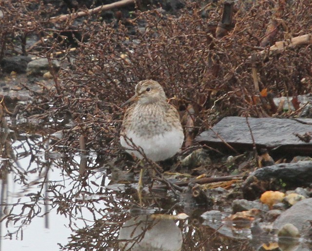 Pectoral Sandpiper - Frank Mantlik