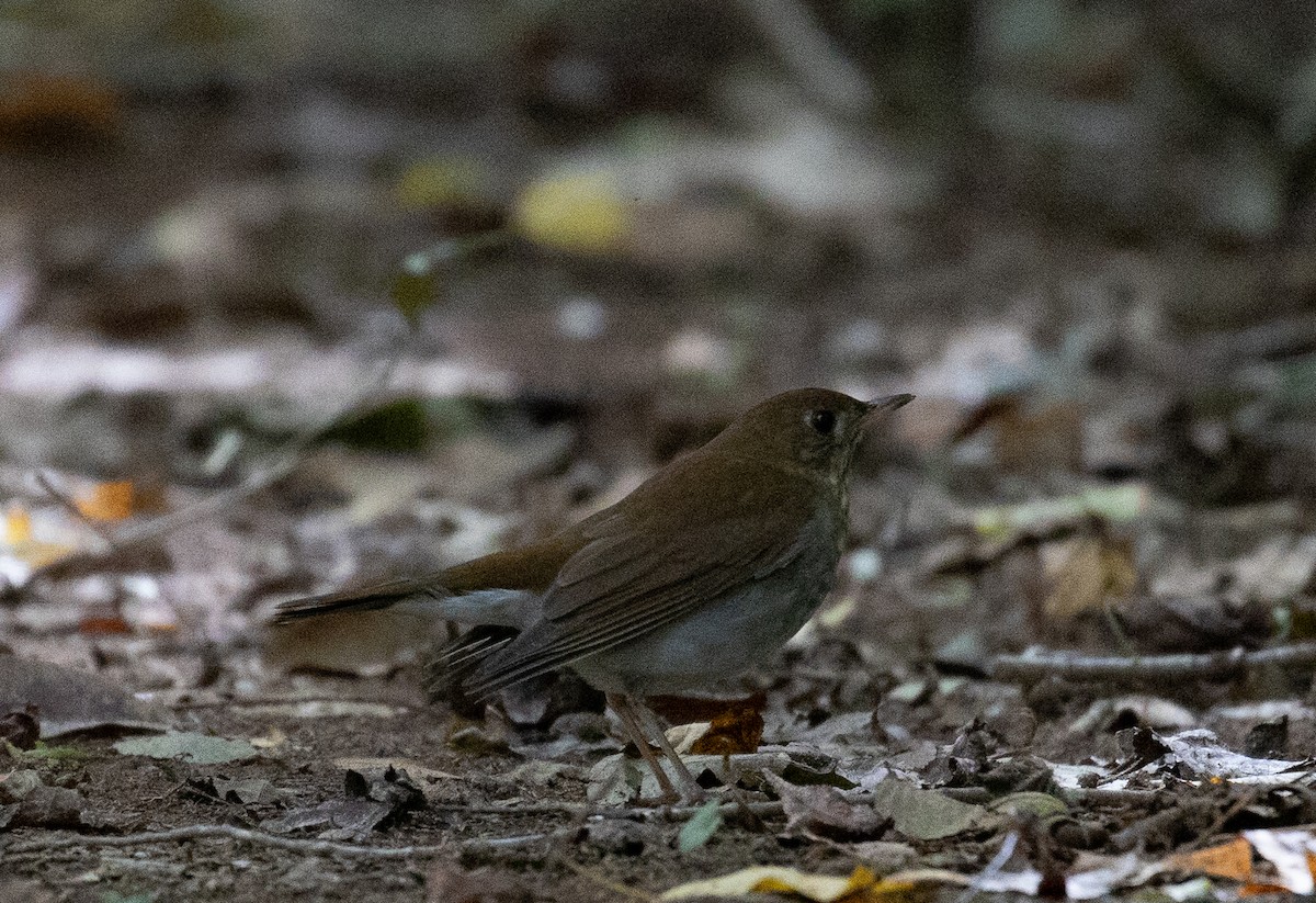 Veery - ML264339241