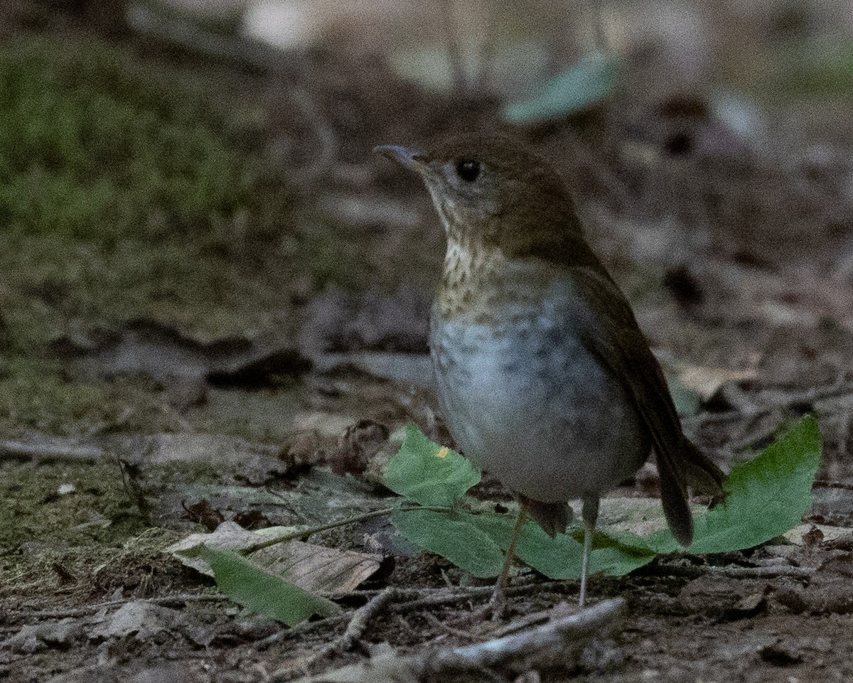 Veery - ML264339271