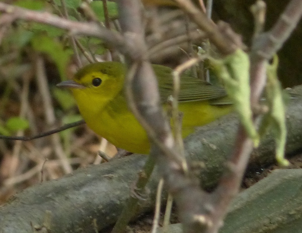 Hooded Warbler - ML264339771