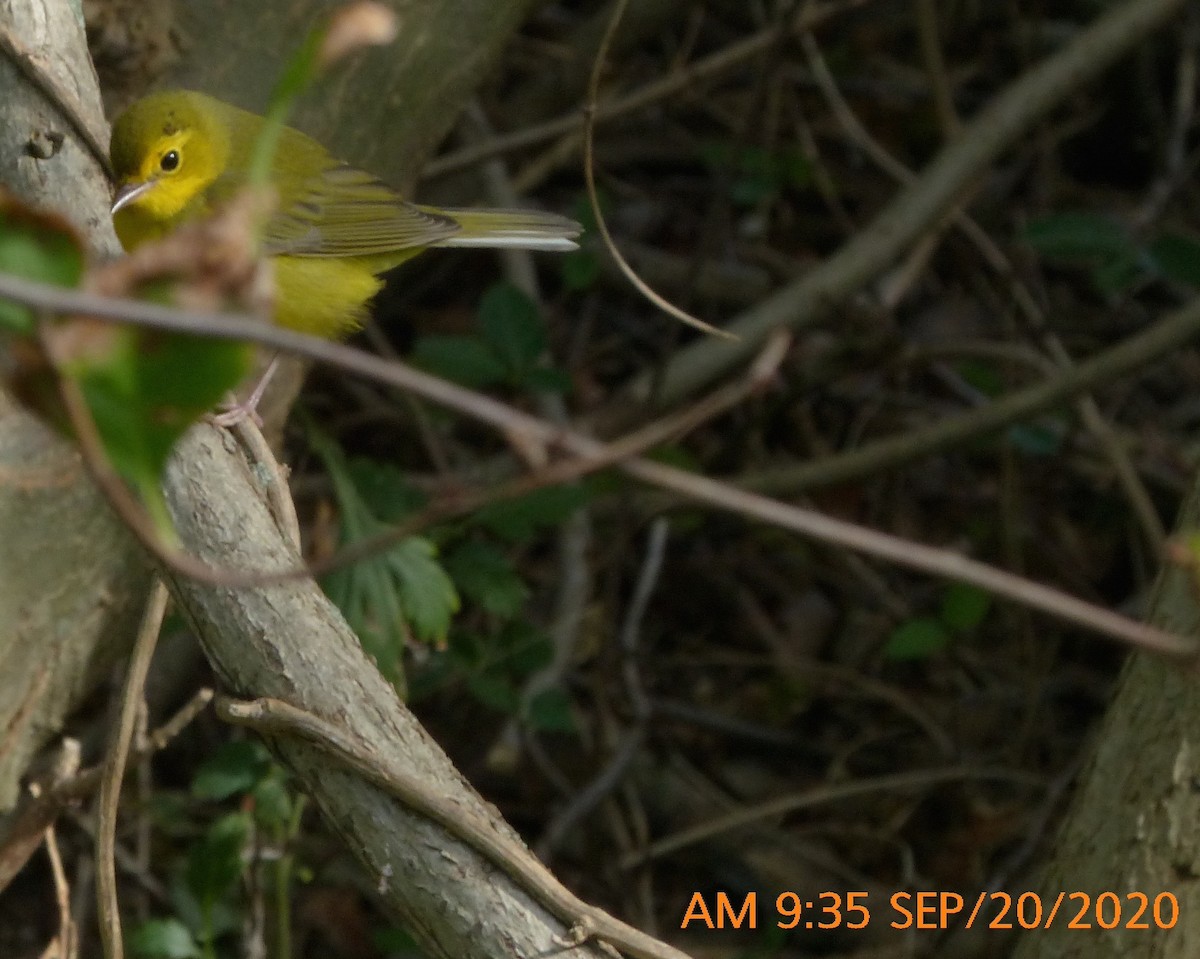 Hooded Warbler - ML264339791