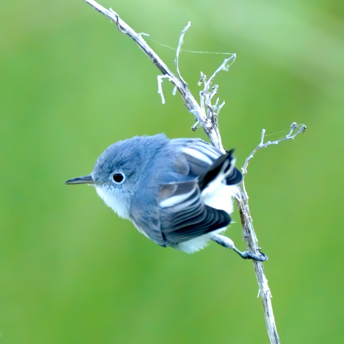Blue-gray Gnatcatcher - ML264340841