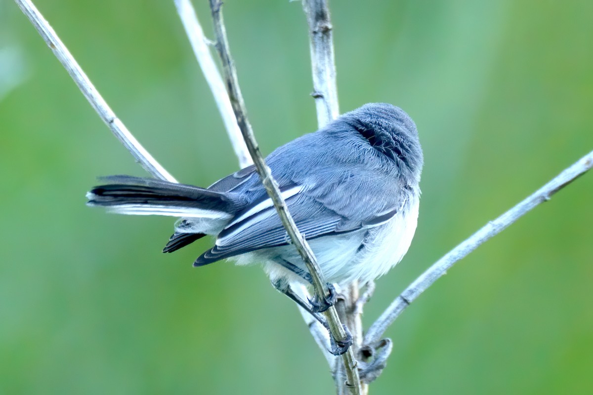 Blue-gray Gnatcatcher - ML264340861