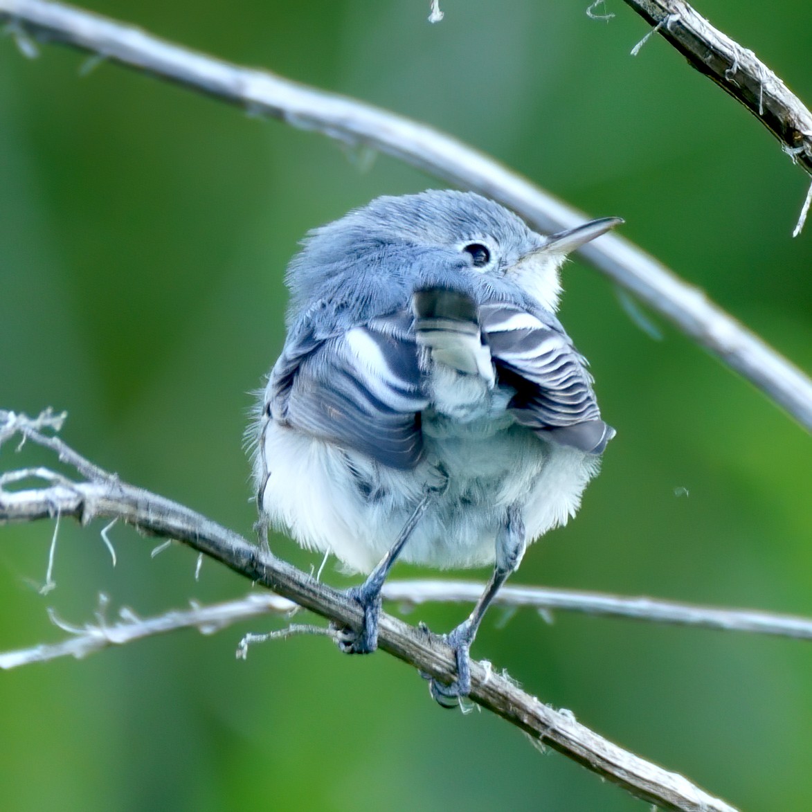Blue-gray Gnatcatcher - ML264340881