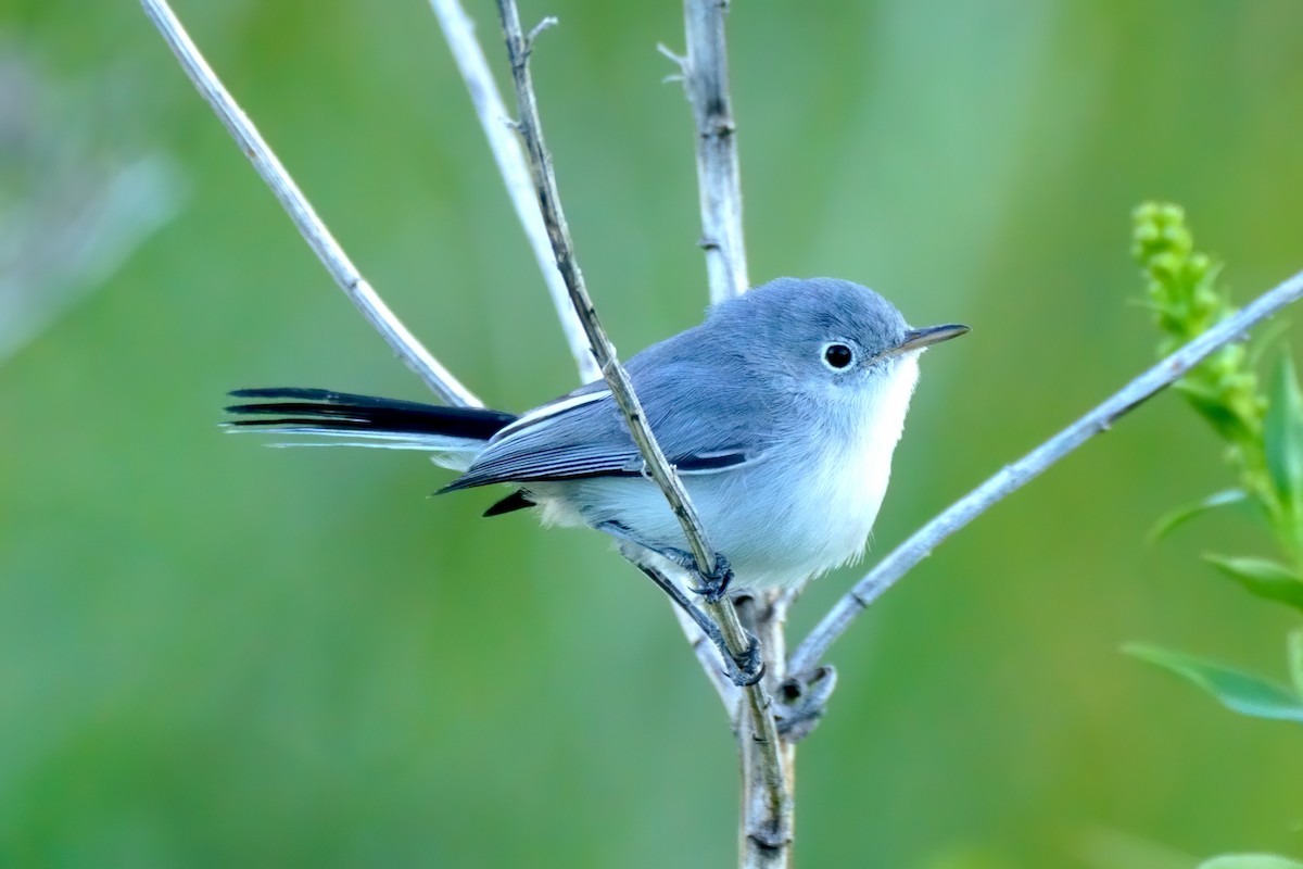 Blue-gray Gnatcatcher - ML264340911