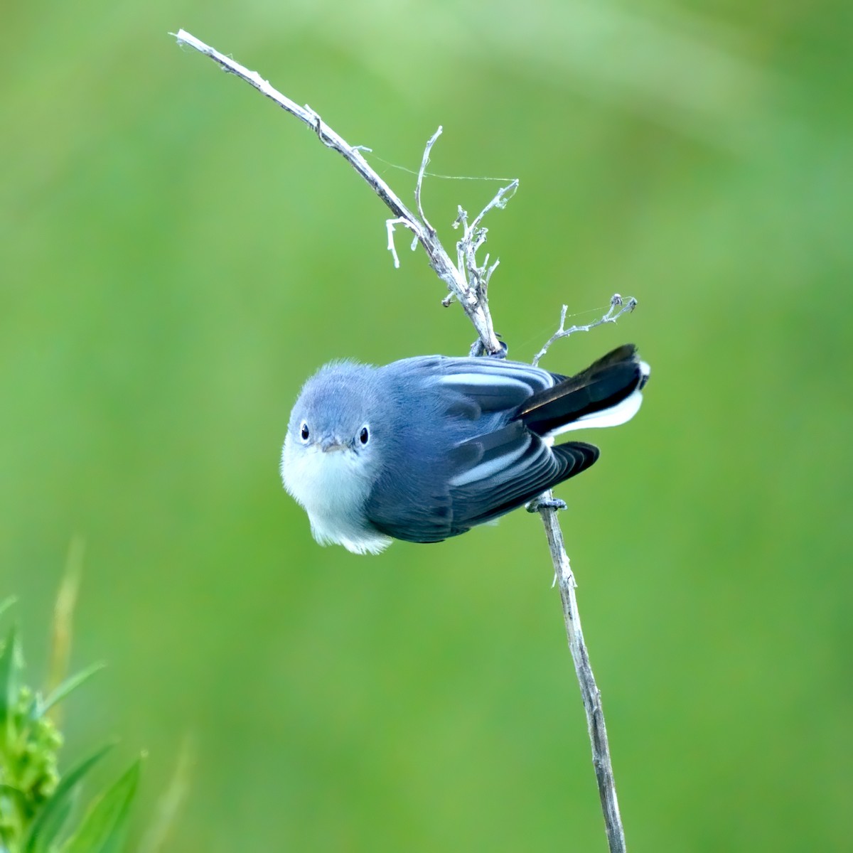 Blue-gray Gnatcatcher - ML264340941